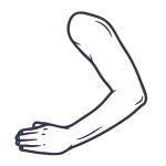 torso